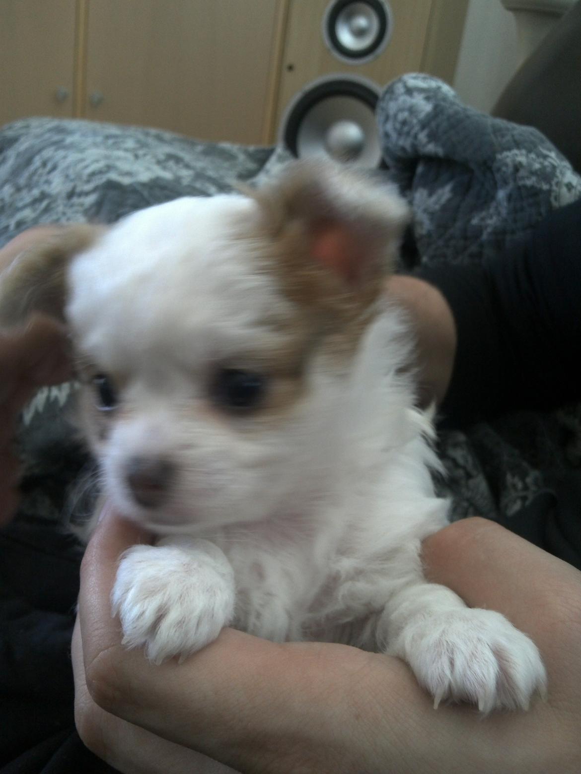 Chihuahua Chihunde's Aya billede 6