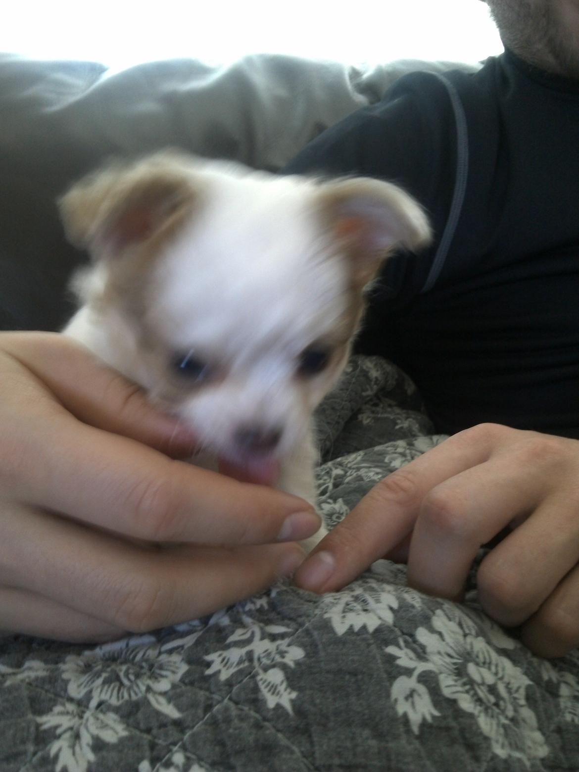 Chihuahua Chihunde's Aya billede 7