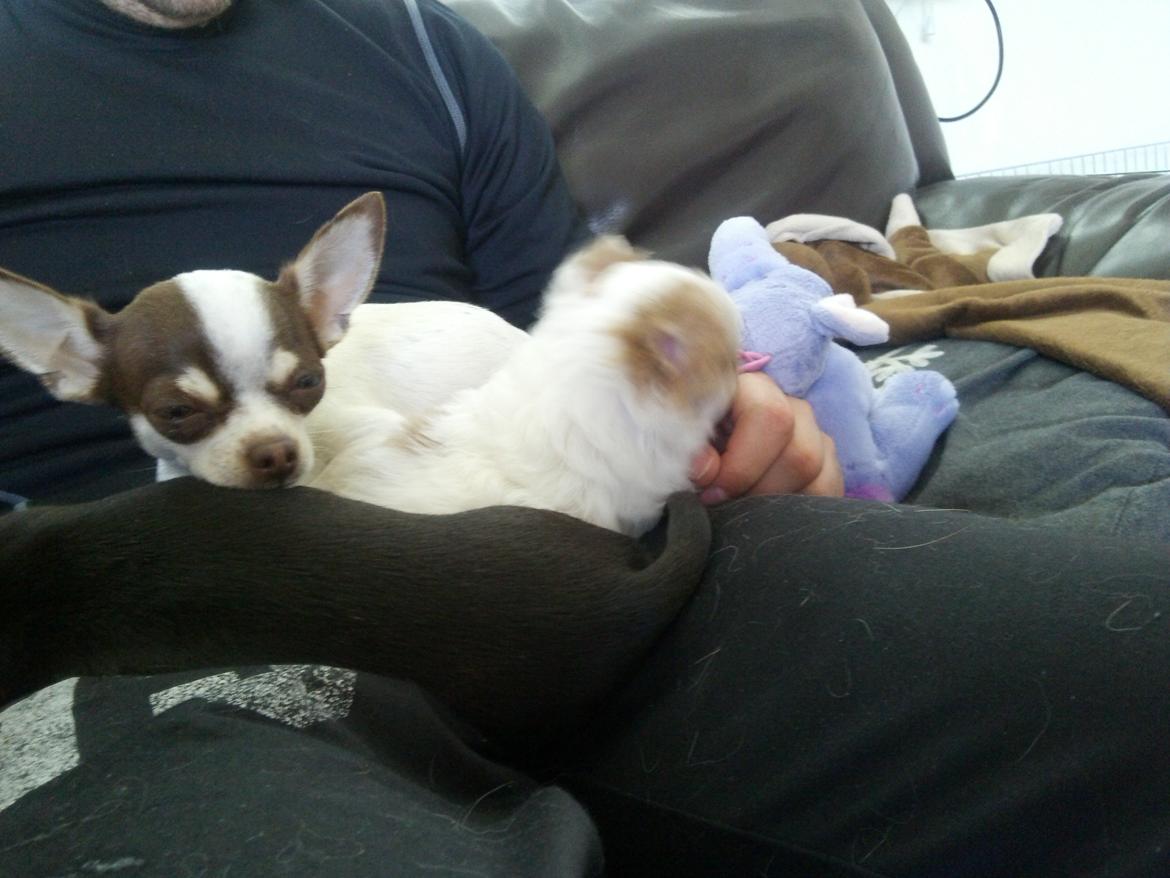 Chihuahua Chihunde's Aya billede 8