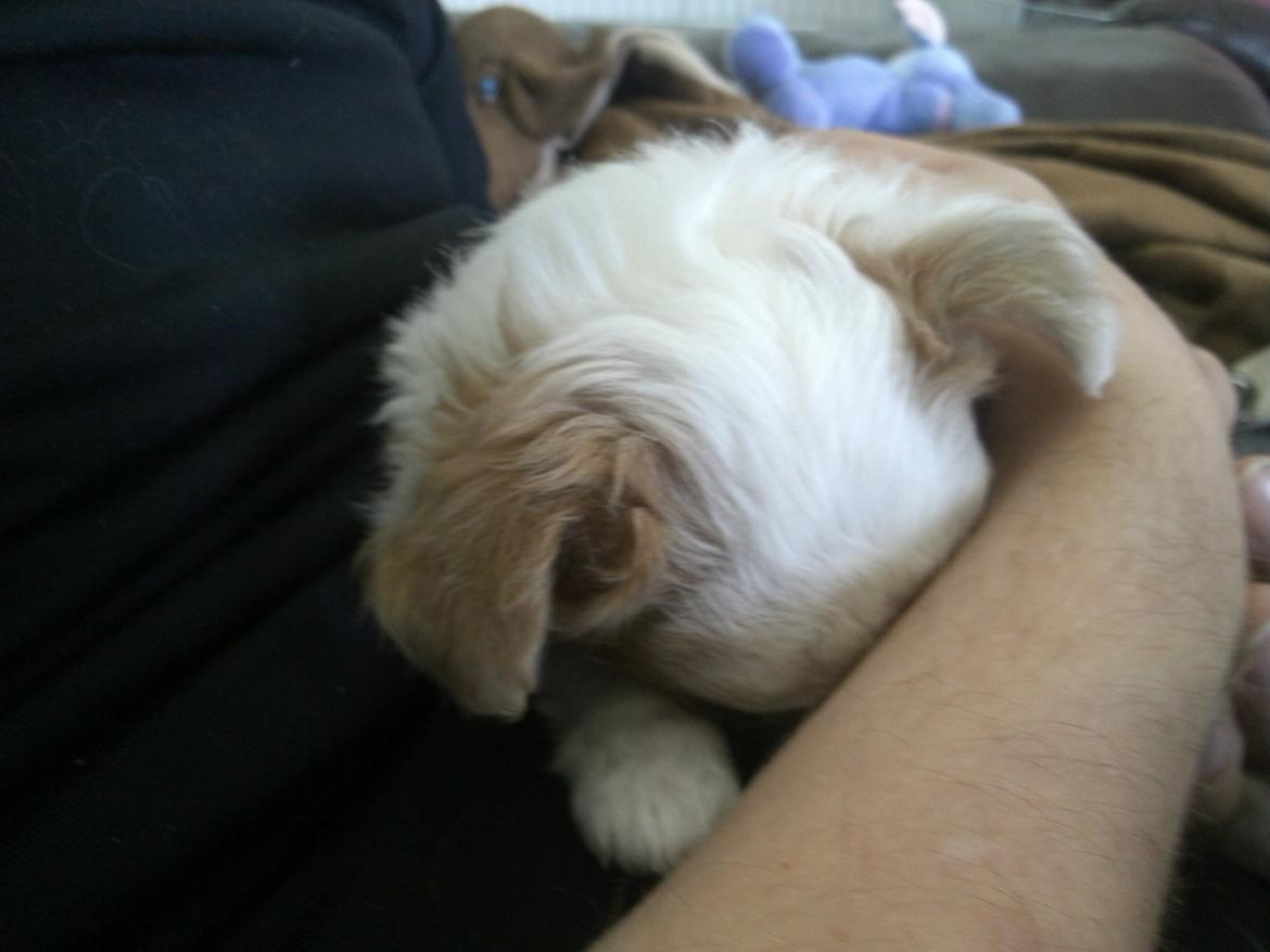 Chihuahua Chihunde's Aya billede 9