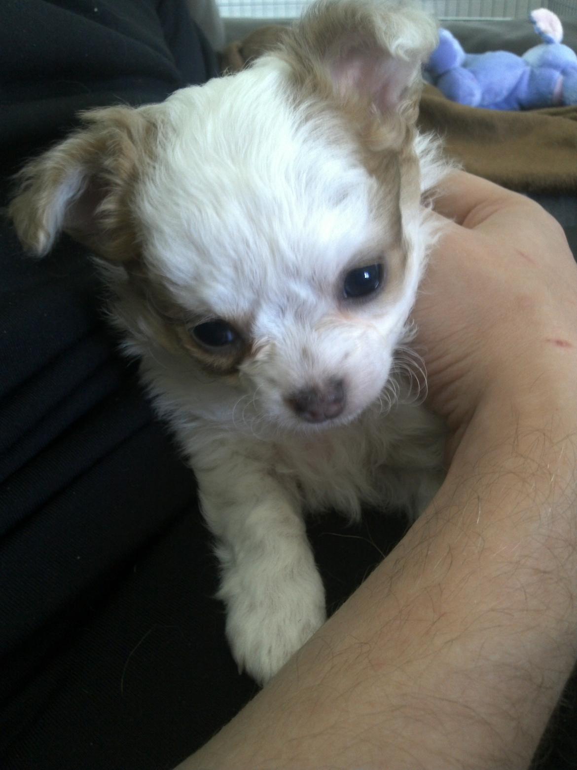 Chihuahua Chihunde's Aya billede 10