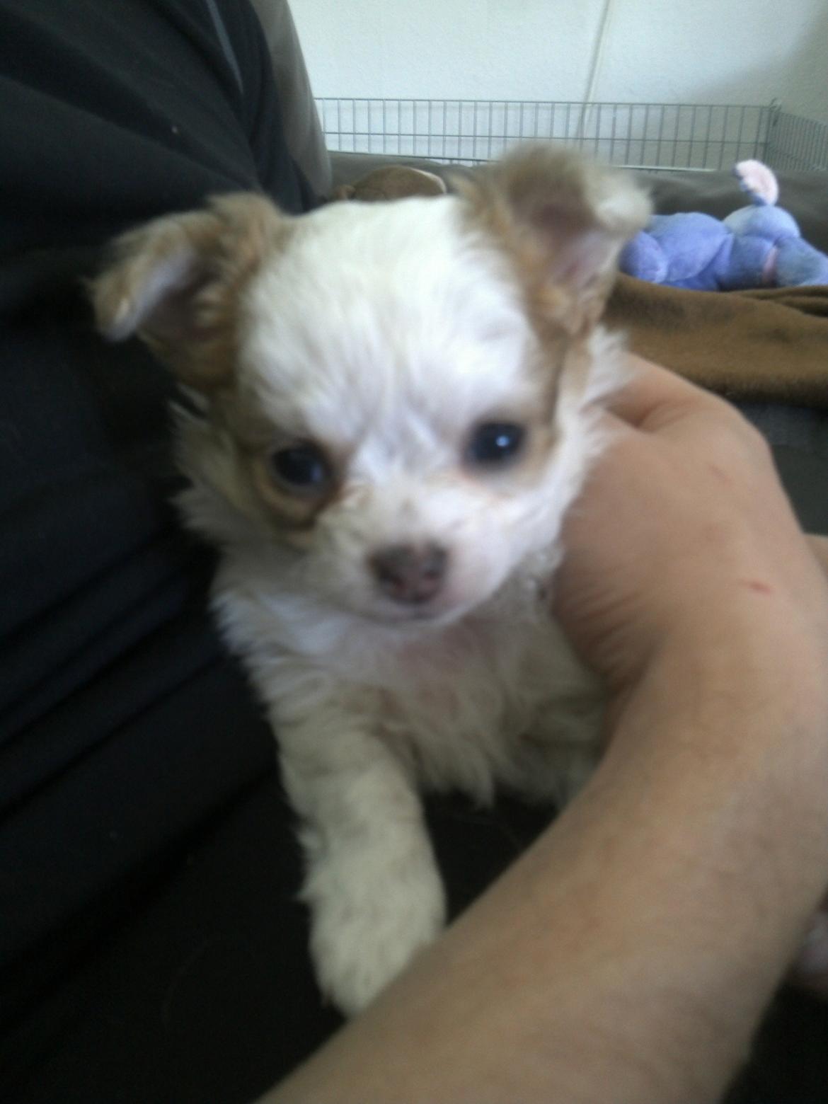 Chihuahua Chihunde's Aya billede 11