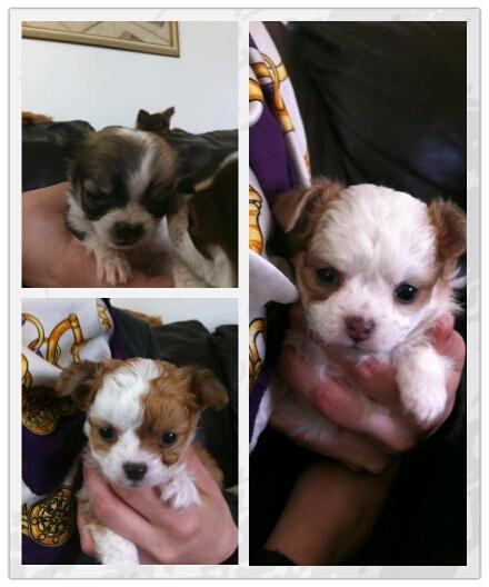 Chihuahua Chihunde's Aya billede 12