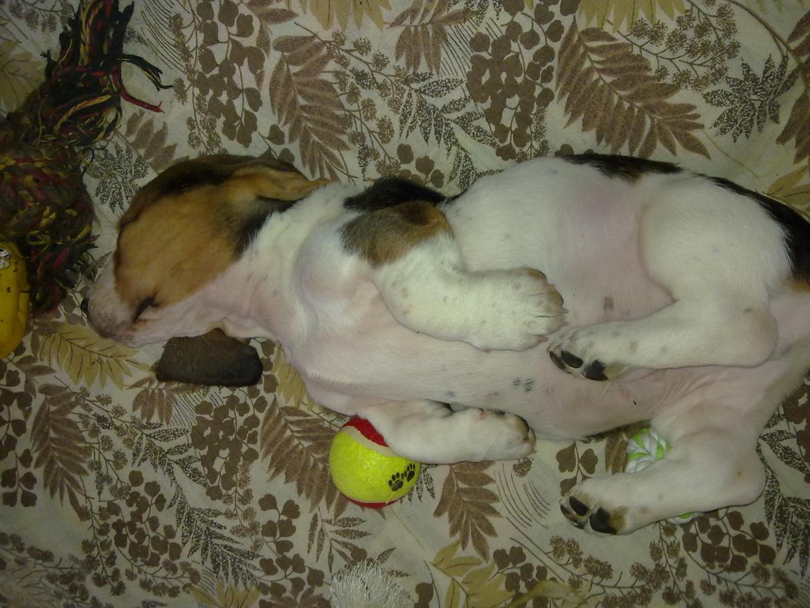 Basset hound Dalton - Det er jo slet ikke til at stå for det her billede :-) billede 5