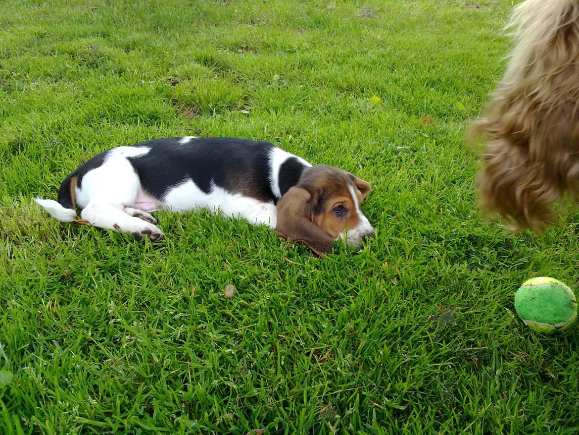 Basset hound Dalton - Det er lidt hårdt at følge med en cocker spaniels tempo  billede 6