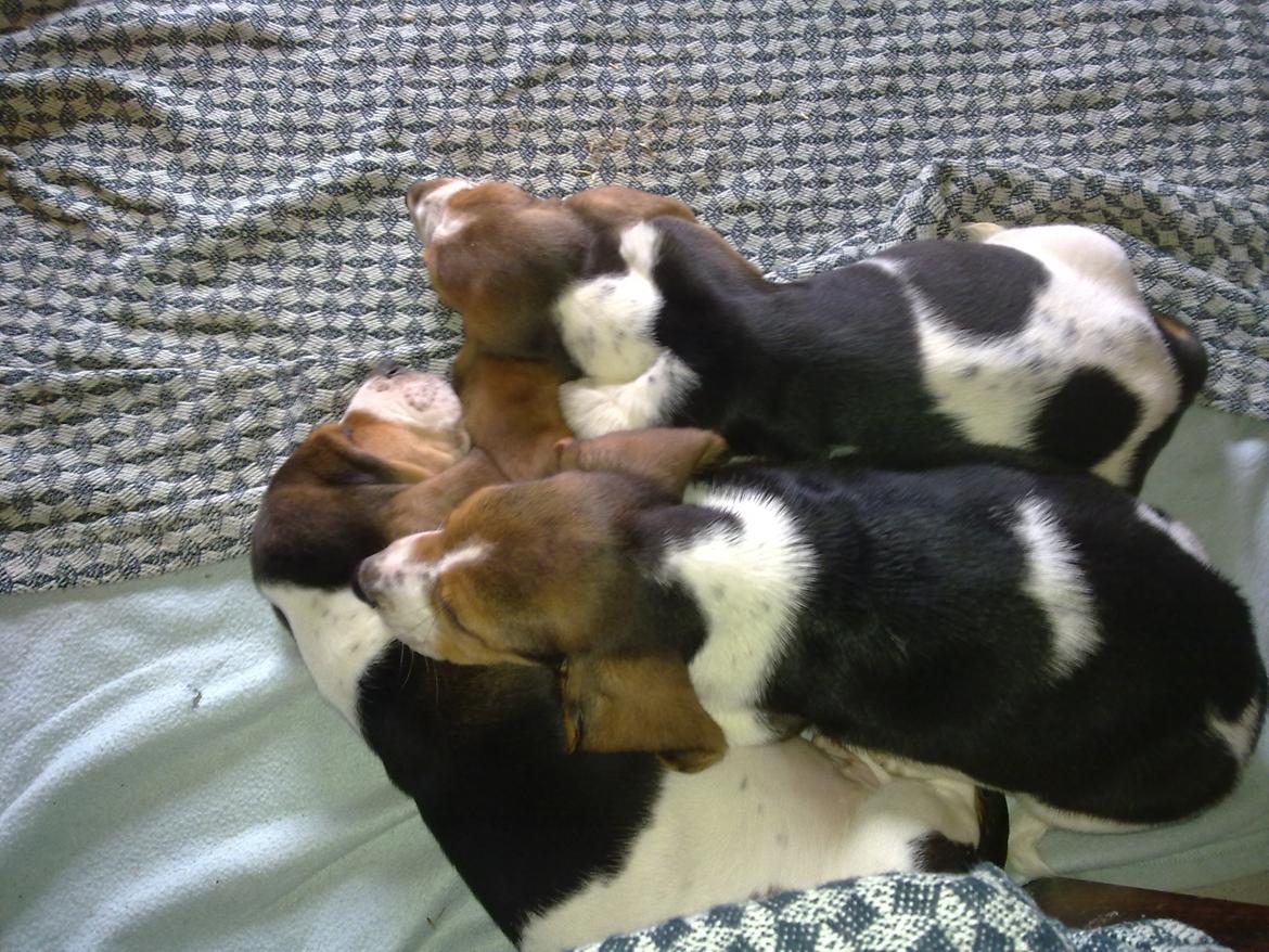 Basset hound Dalton - Dalton og to af hans brødre (det er Dalle som ligger øverst)  ;-) billede 7