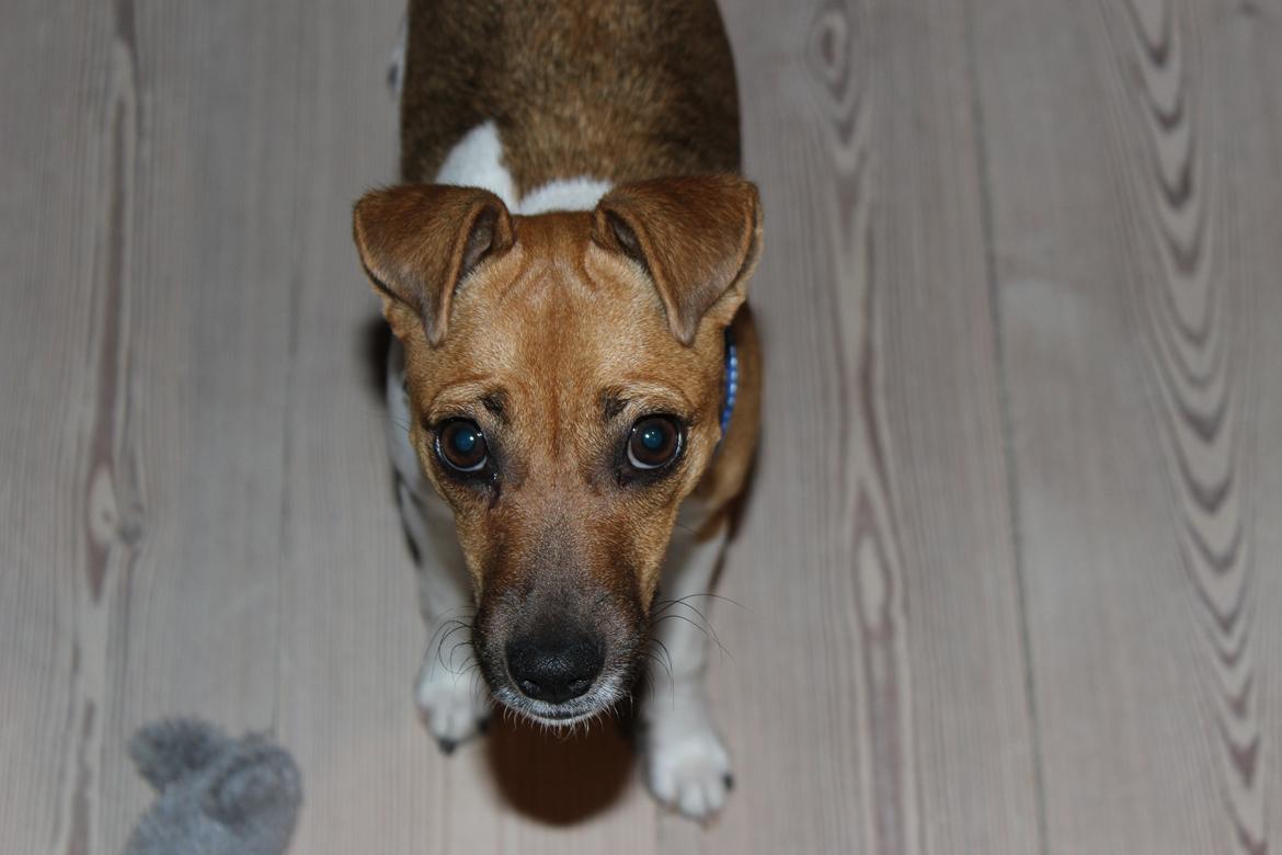 Dansk svensk gaardhund Viola - Velkommen til Violas profil :D billede 1