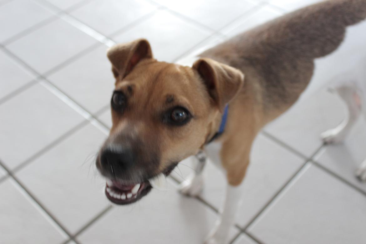 Dansk svensk gaardhund Viola - :D billede 2