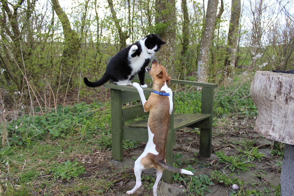 Dansk svensk gaardhund Viola - Viola vs. Speedy ! billede 3