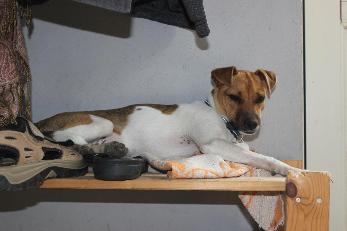 Dansk svensk gaardhund Viola - Viola på sko-hylden :) billede 4