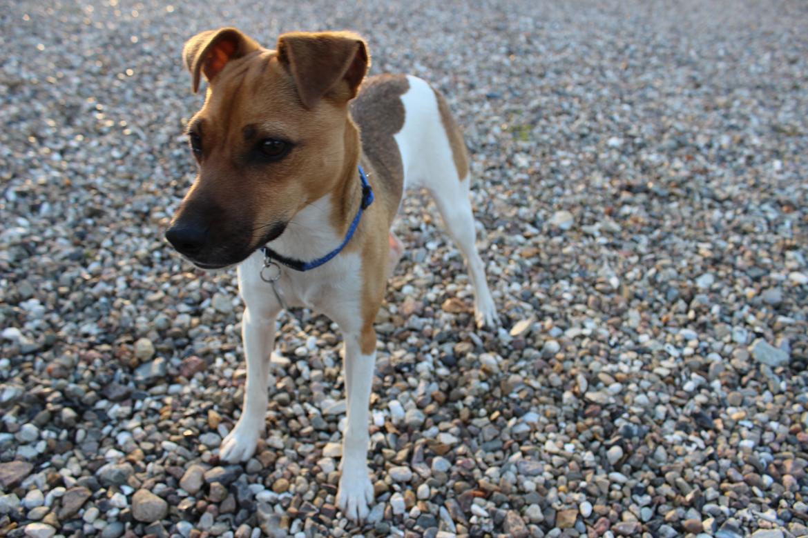 Dansk svensk gaardhund Viola - gårdhunden i gårdspladsen ;) billede 5