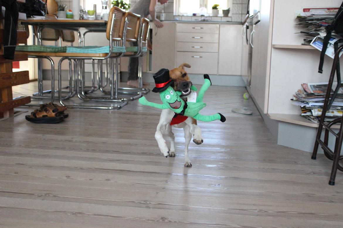 Dansk svensk gaardhund Viola - Viola og hendes højtelskede "Agurk" billede 6