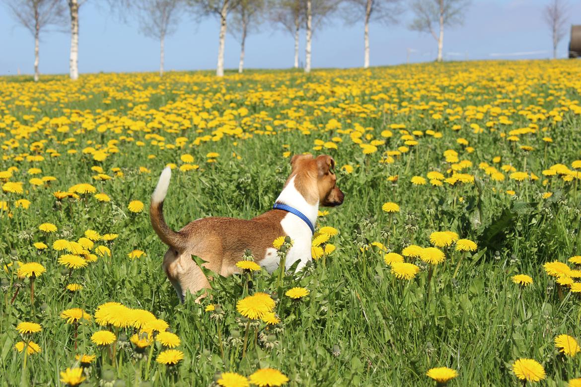 Dansk svensk gaardhund Viola - Bliver næsten væk i mælkebøtter :D billede 7