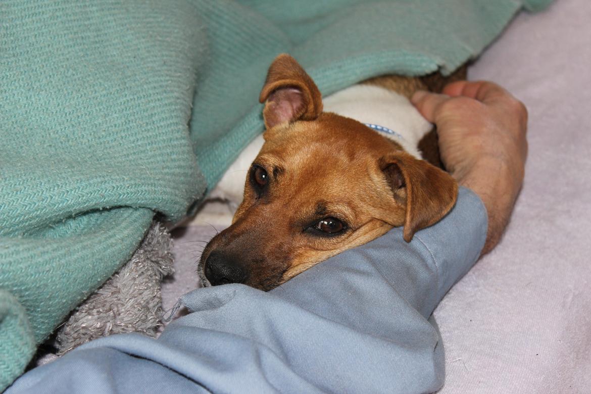 Dansk svensk gaardhund Viola - Putter med far :3 billede 9