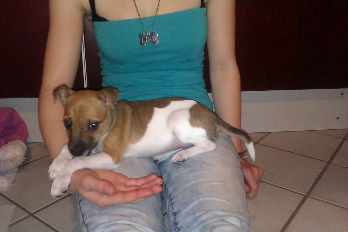 Dansk svensk gaardhund Viola - Da vi lige havde fået hende :3 billede 10