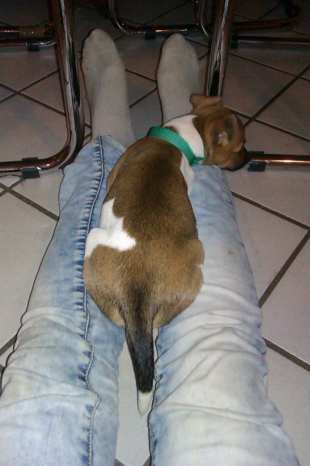 Dansk svensk gaardhund Viola - Sover på Lines ben, da hun var mindre :) billede 11