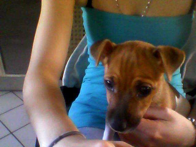 Dansk svensk gaardhund Viola - lille Viola på skødet af Line (billede taget med webcam :P) billede 12