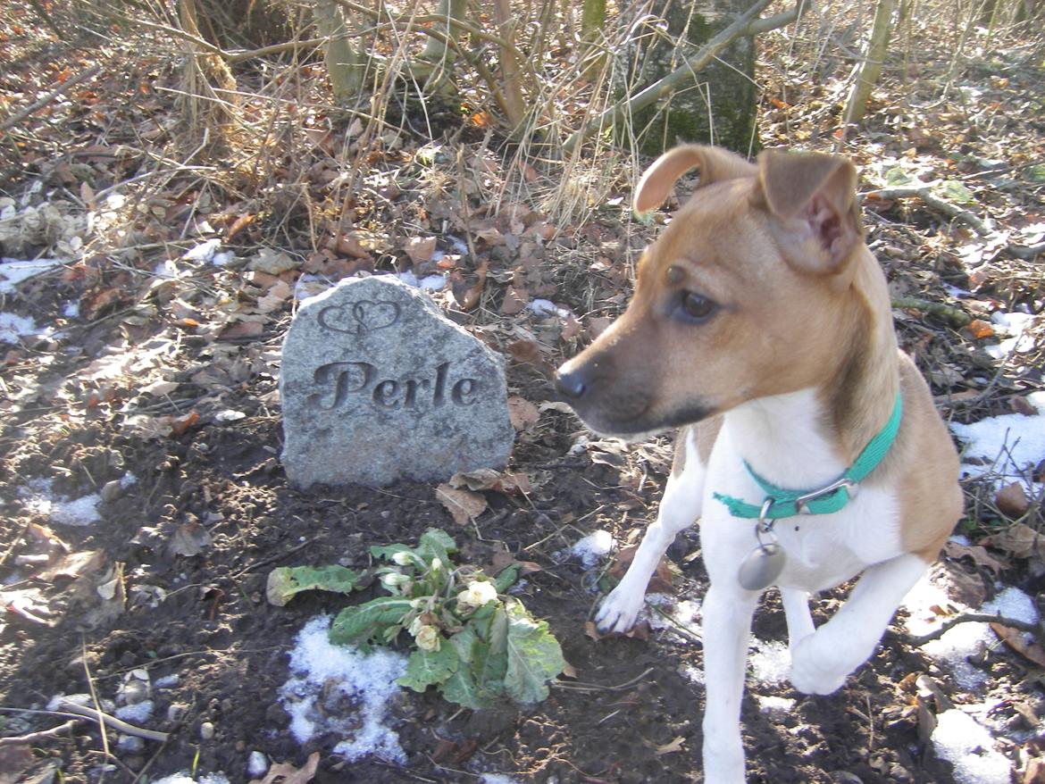 Dansk svensk gaardhund Viola - Viola ved Perles gravsten <3 elsker dette billede ! billede 13