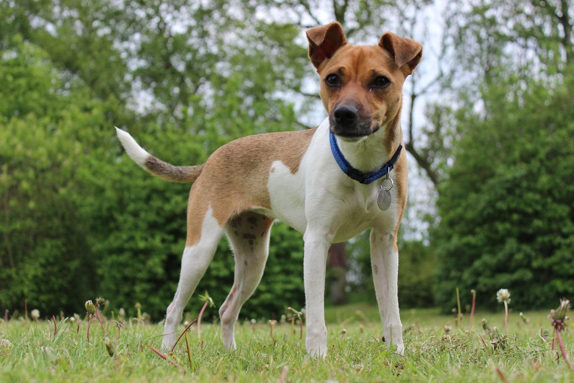 Dansk svensk gaardhund Viola - how are YOU doing ? ;) billede 14