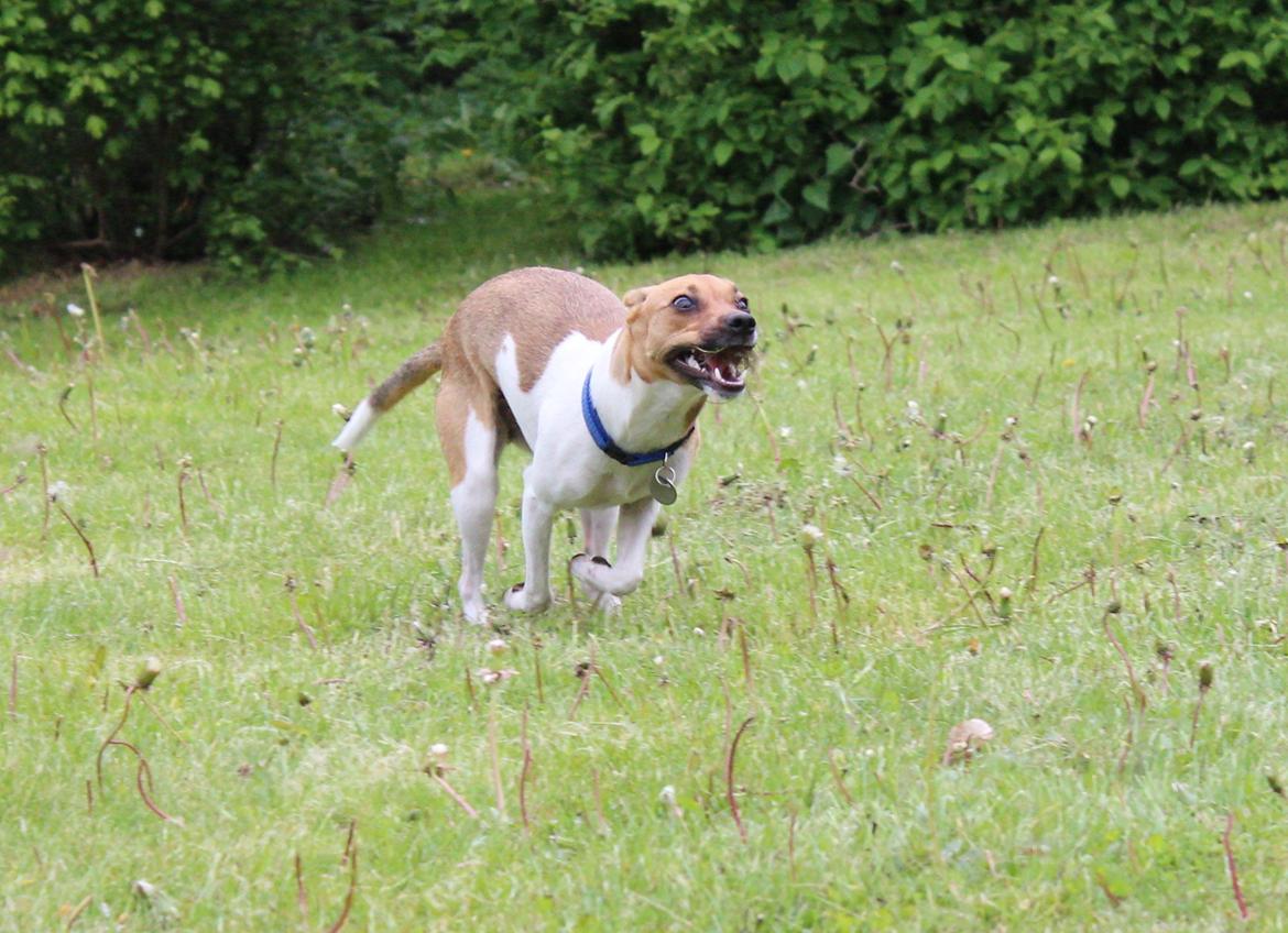 Dansk svensk gaardhund Viola - Psycho-Killer! billede 15