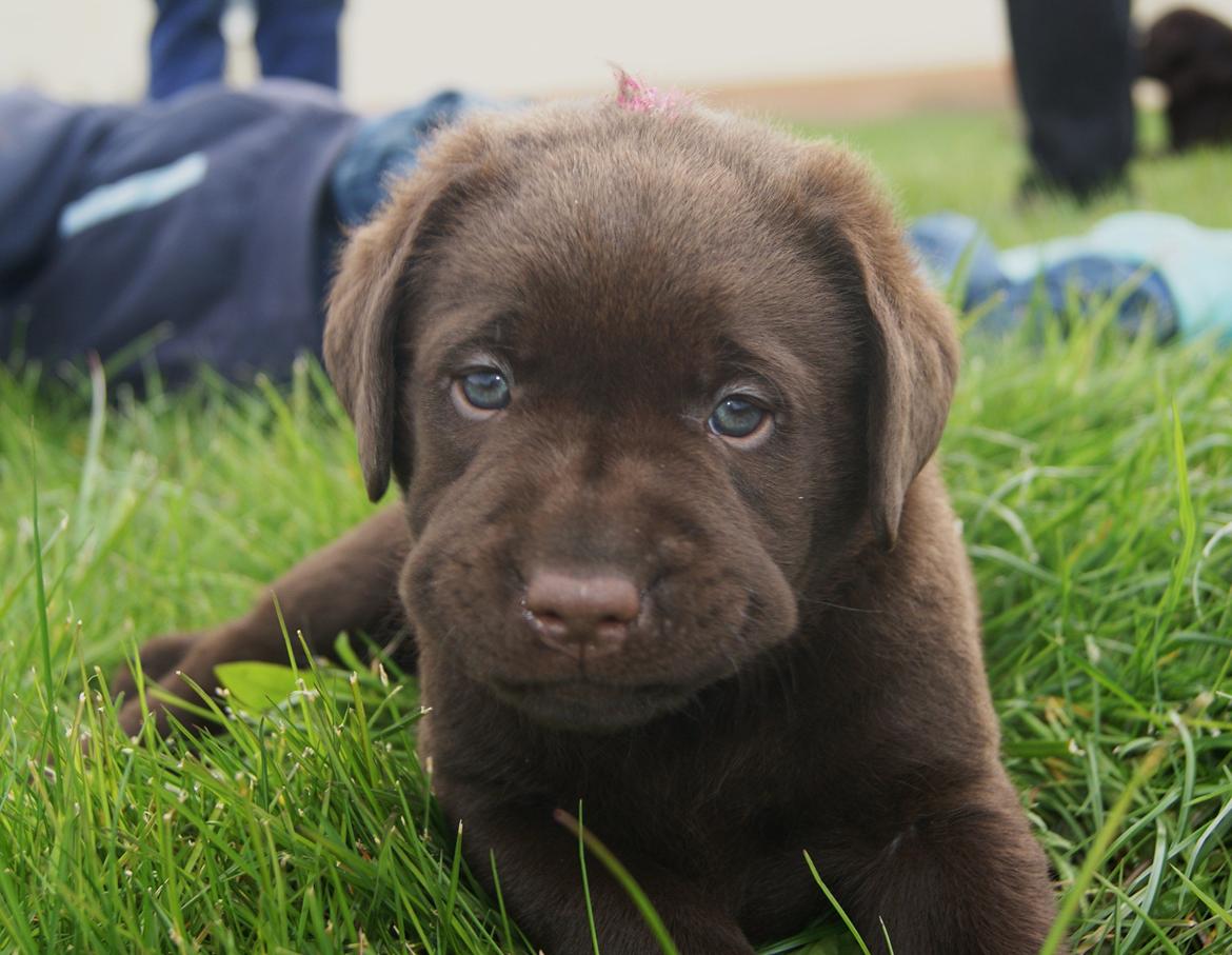 Labrador retriever Balou - 5,2 uger. billede 5