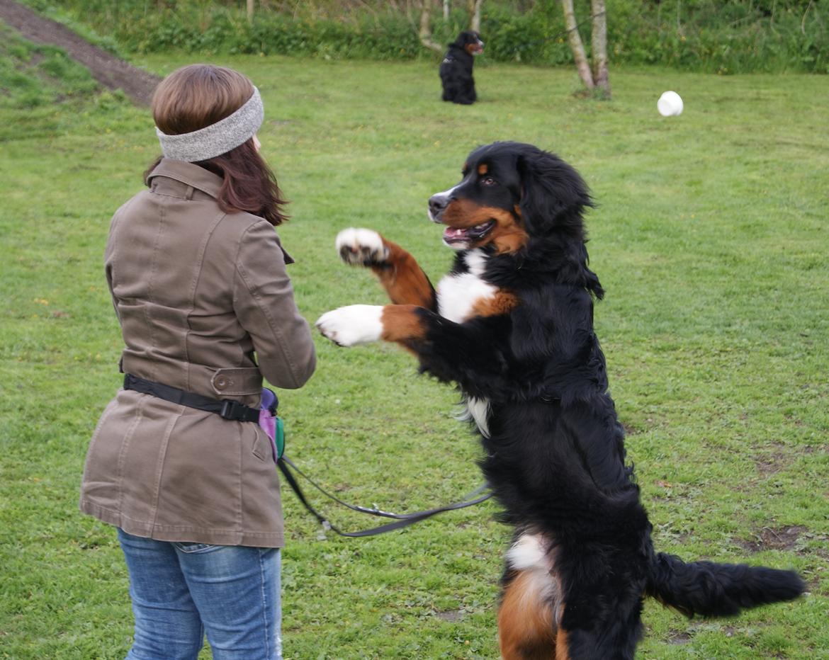Berner sennenhund Bernerflokken Basil - Skal vi danse mor? billede 16