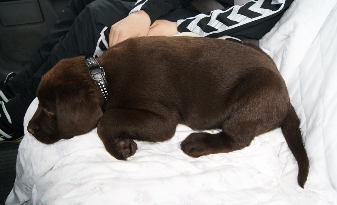 Labrador retriever Balou - På vej hjem i bilen :) 8 uger. billede 6