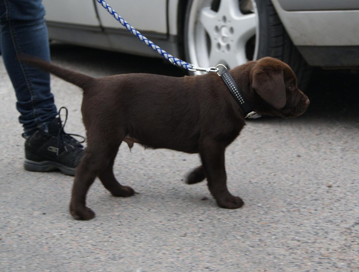 Labrador retriever Balou - Første gang i snor. 8 uger. billede 7