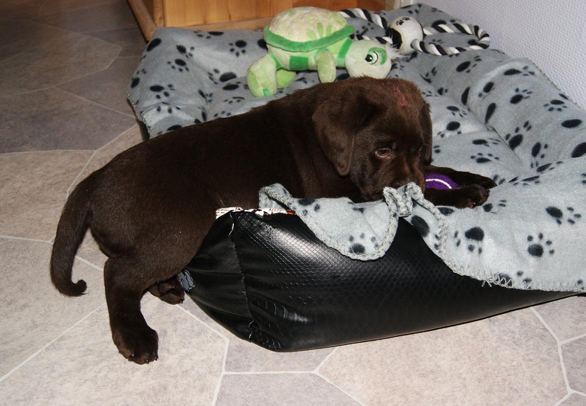 Labrador retriever Balou - Balou i sin kurv, med sit legetøj. 8 uger. billede 9