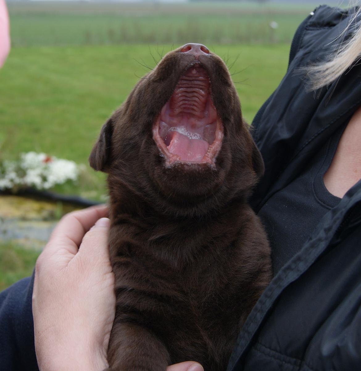Labrador retriever Balou - Gaaaaab 3,3 uger. billede 10