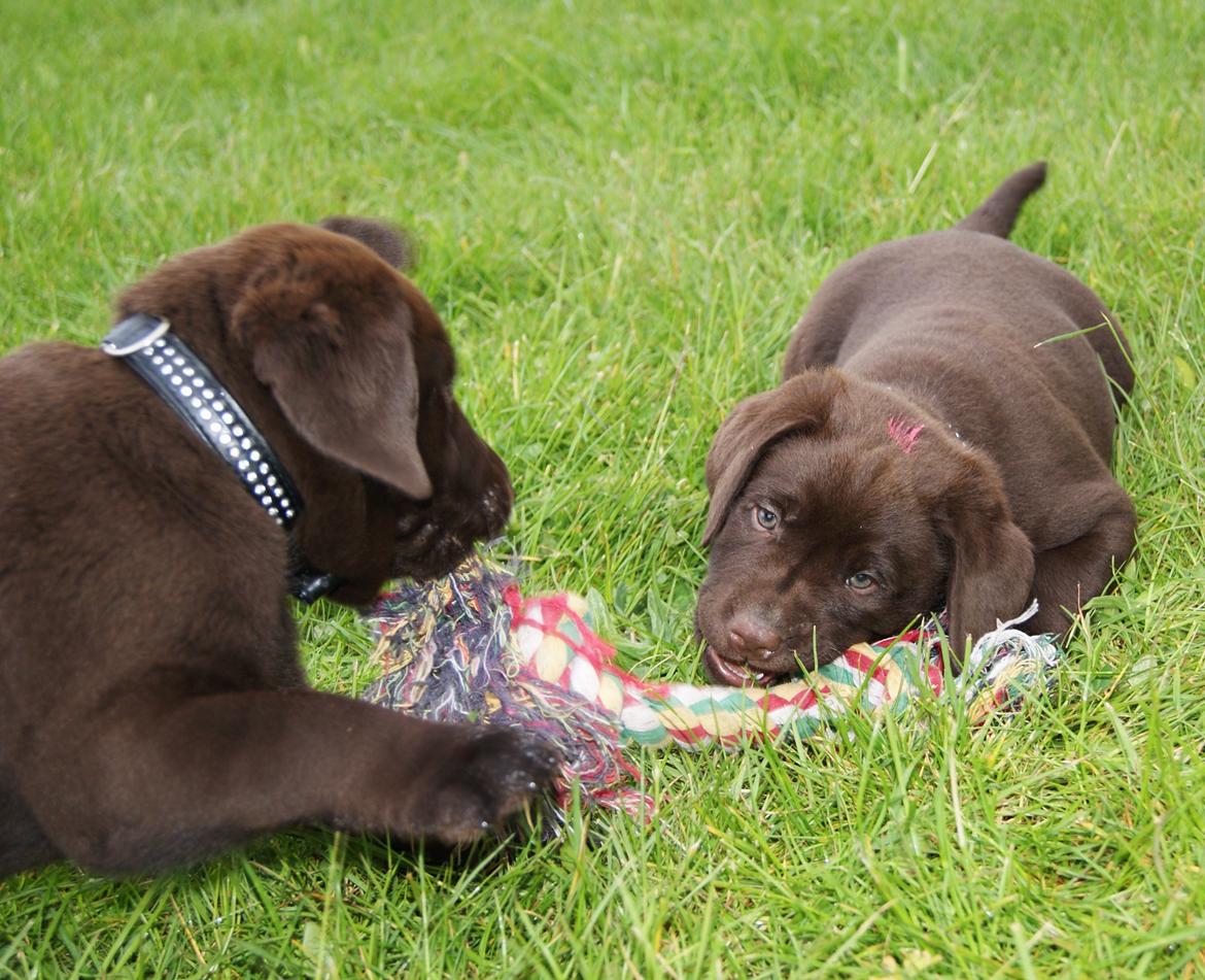 Labrador retriever Balou - Rasmus & Balou leger. 6,6 uger. billede 8