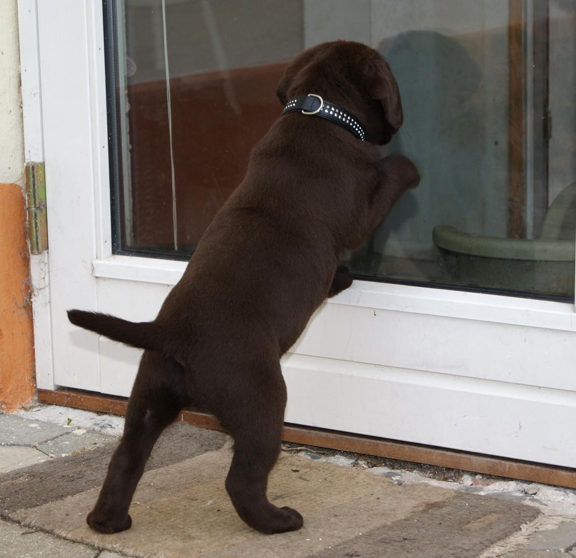 Labrador retriever Balou - 6,6 uger. billede 11