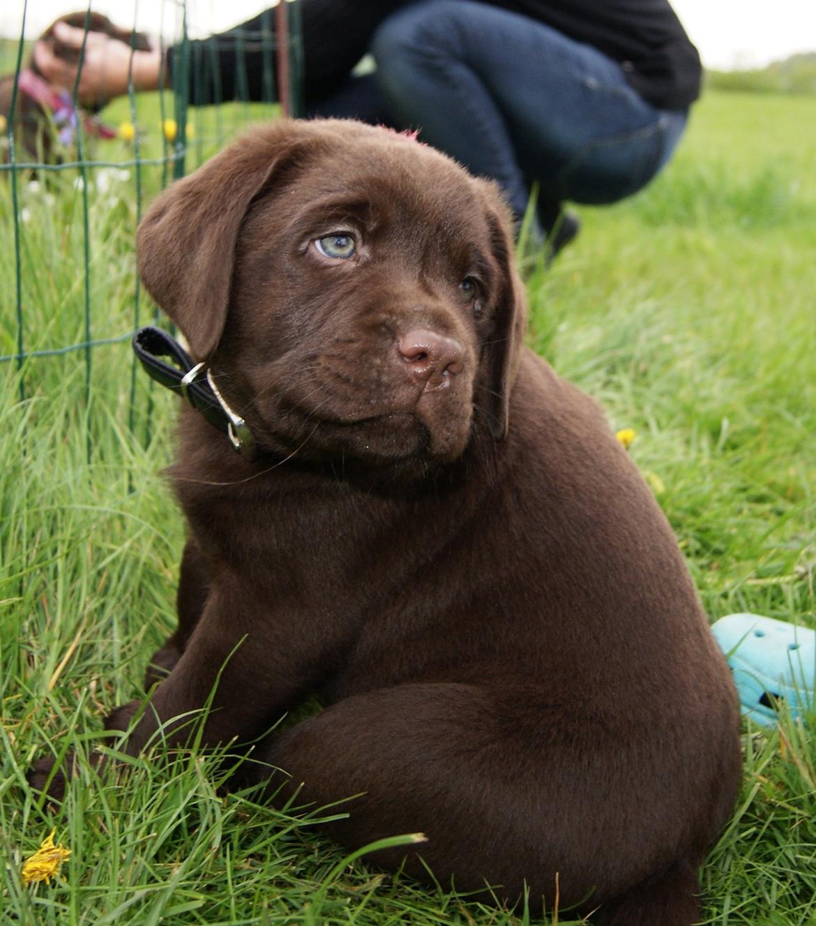 Labrador retriever Balou - De smukkeste øjne. 6,6 uger. billede 12