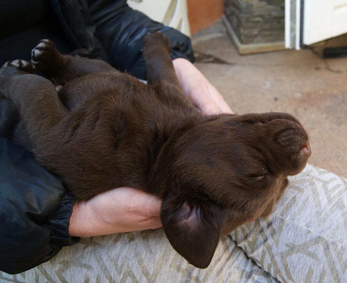 Labrador retriever Balou - 4,2 uger. billede 13