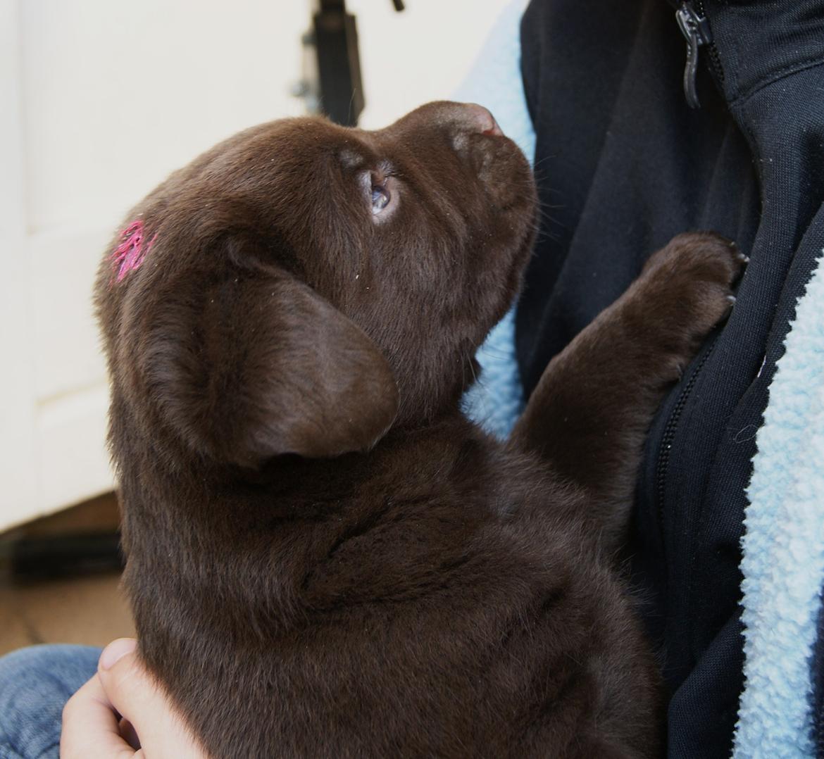 Labrador retriever Balou - 4,2 uger. billede 14