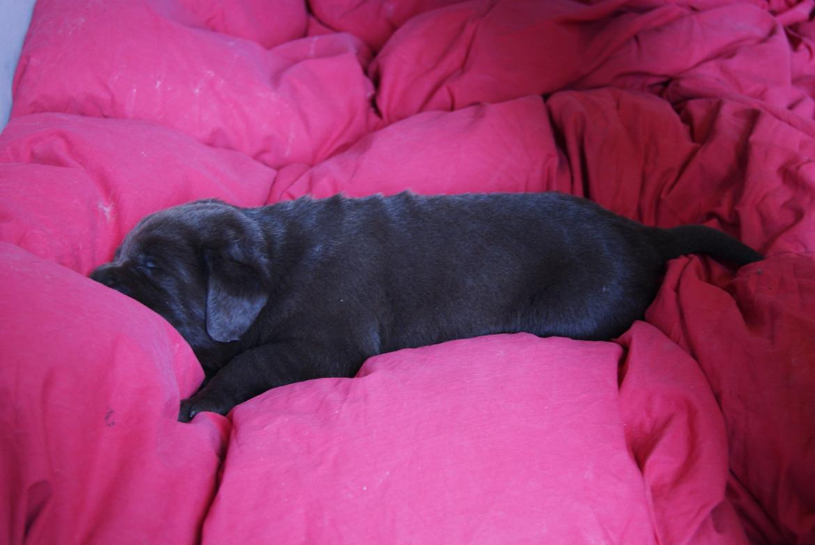 Labrador retriever Balou - Ligger og sover. 3,3 uger. billede 15