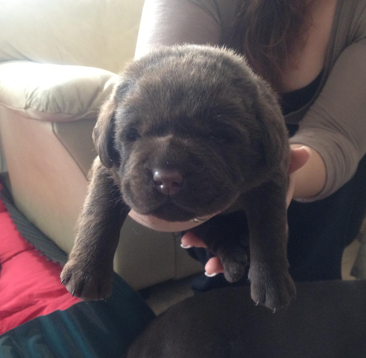 Labrador retriever Balou - 2,3 uger. billede 16