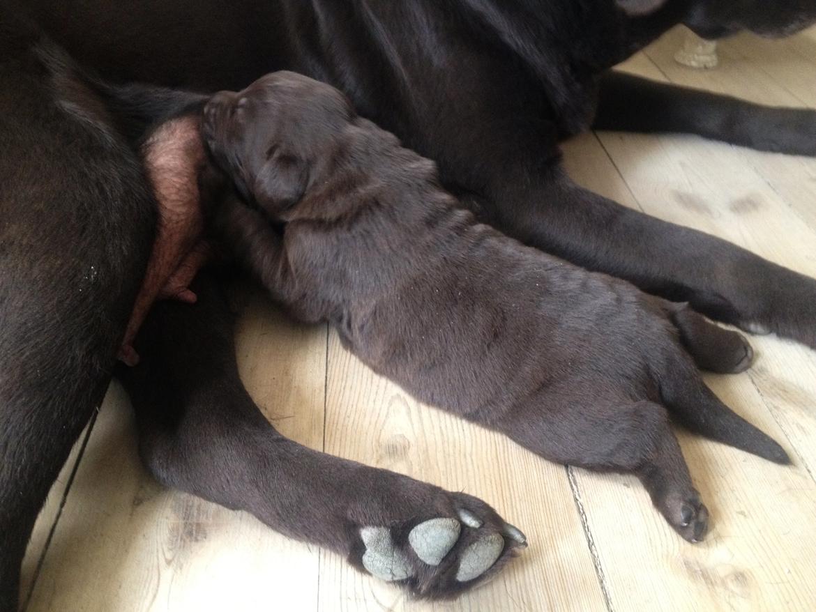 Labrador retriever Balou - 2,3 uger. billede 17