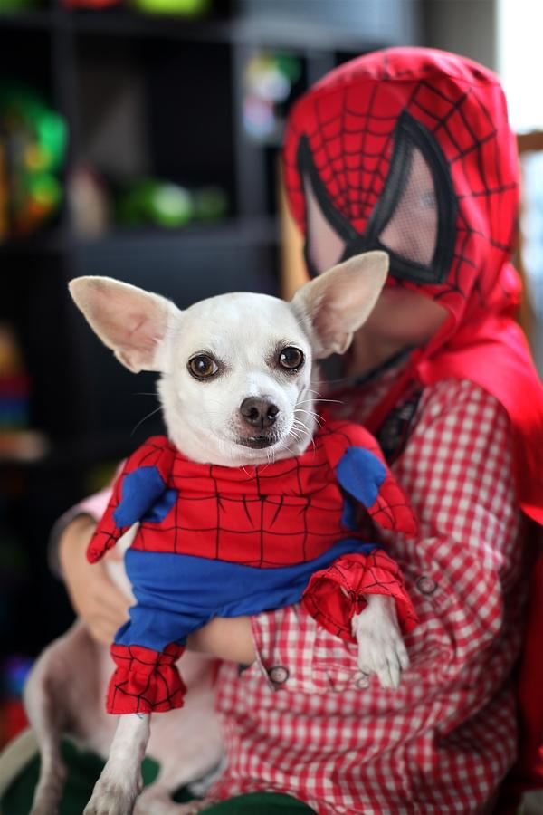 Chihuahua Guadalupe (Lupe) - mine spidermænder :) 
Lupes outfit har jeg til salg i str. s og xs....også i Superman ;-P billede 20