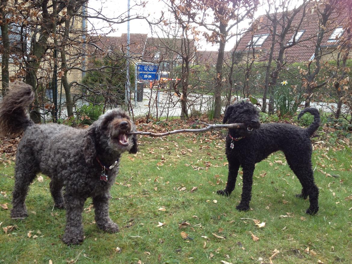 Mellempuddel Darling billede 6