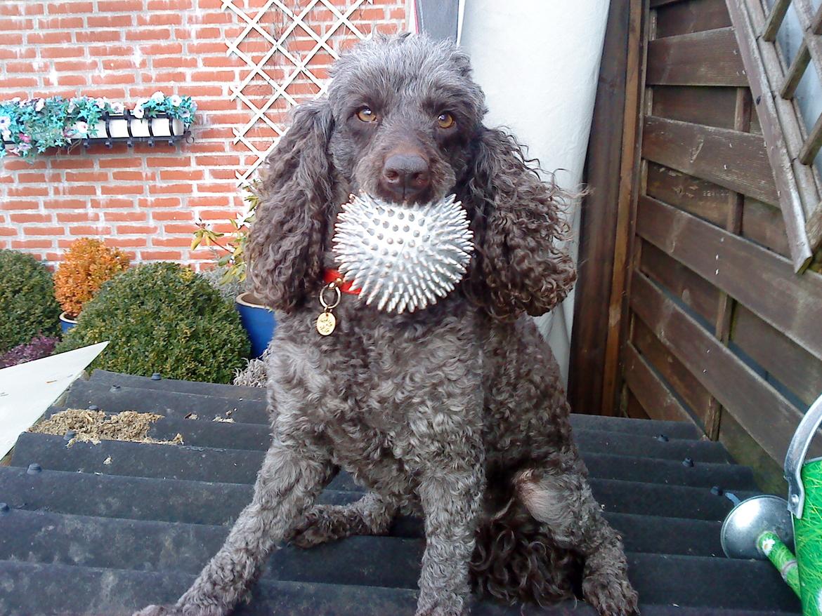 Mellempuddel Darling billede 8