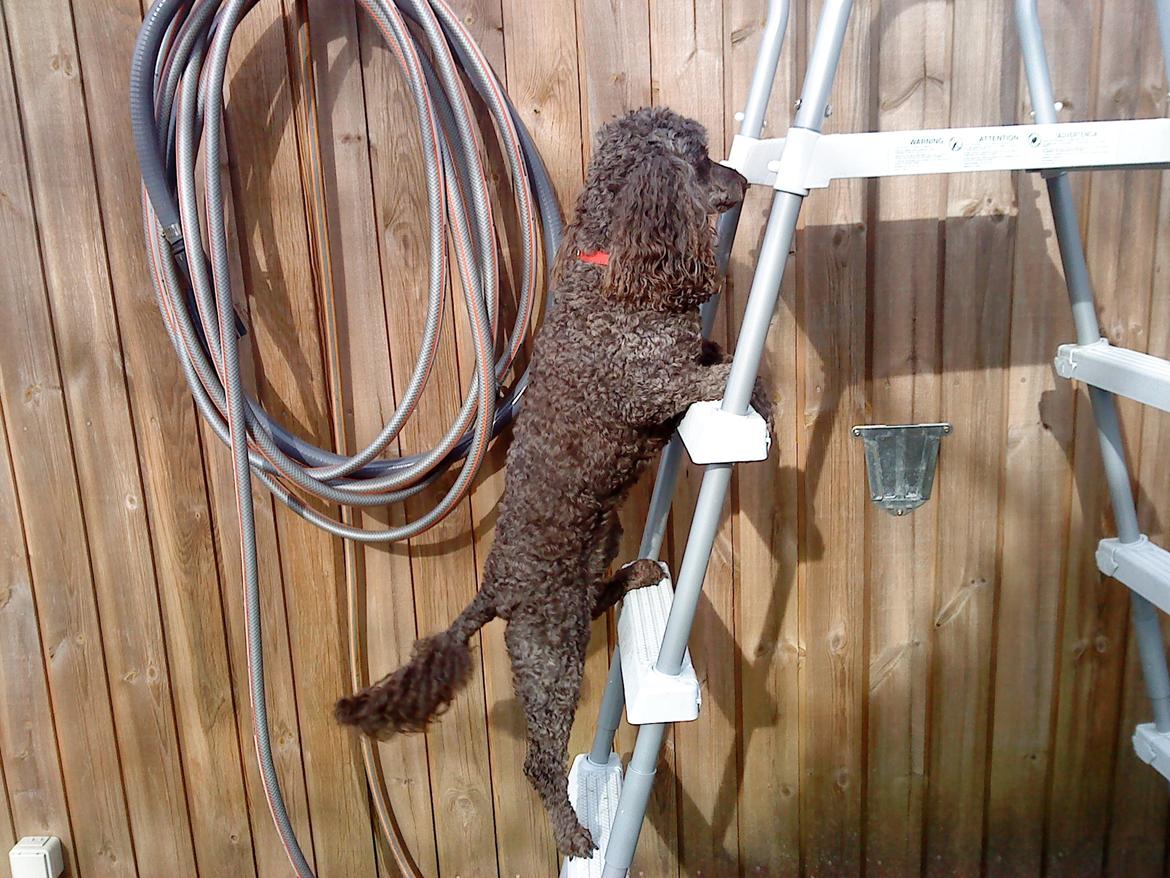 Mellempuddel Darling billede 7