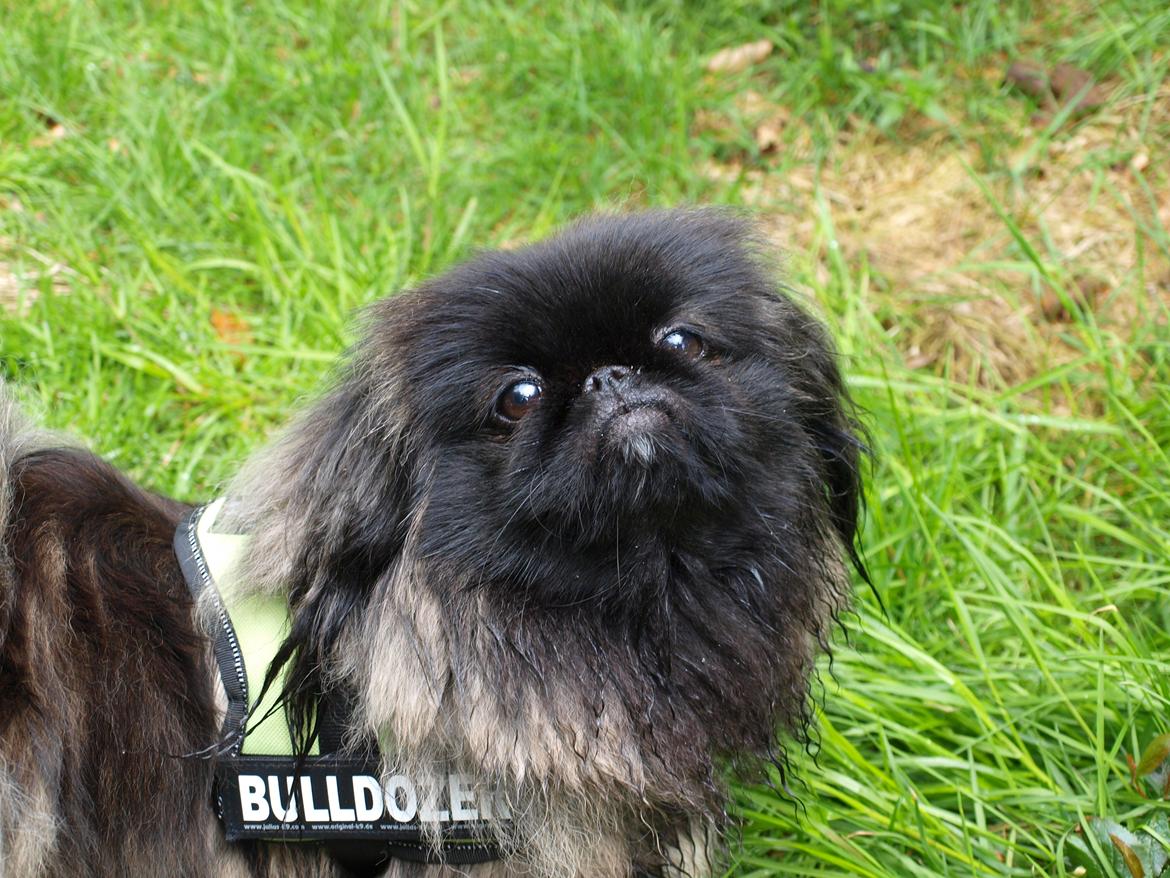 Pekingeser Cita AKA Bulldozeren - Velkommen til Cita's profil billede 1