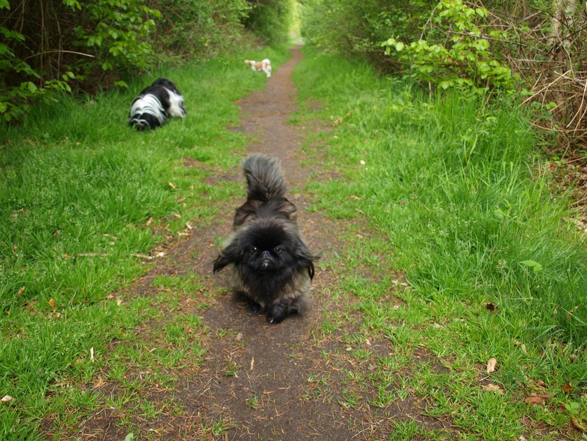 Pekingeser Cita AKA Bulldozeren billede 17