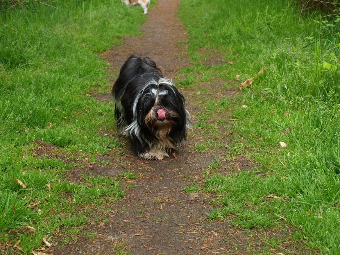 Shih tzu Flindt´s Born To Beauty (Bumle) - Maj 2012 billede 3