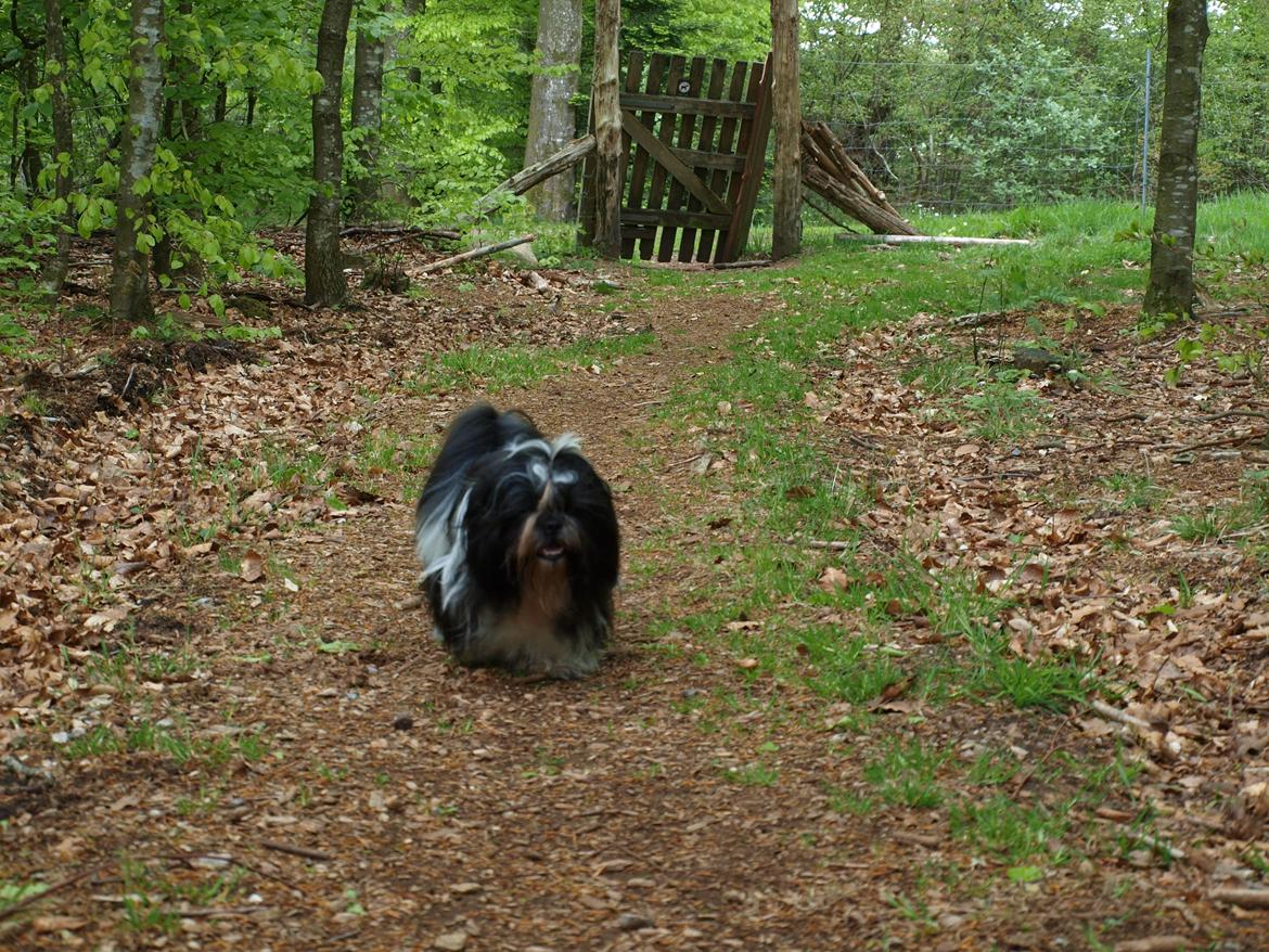 Shih tzu Flindt´s Born To Beauty (Bumle) - Maj 2012 billede 22