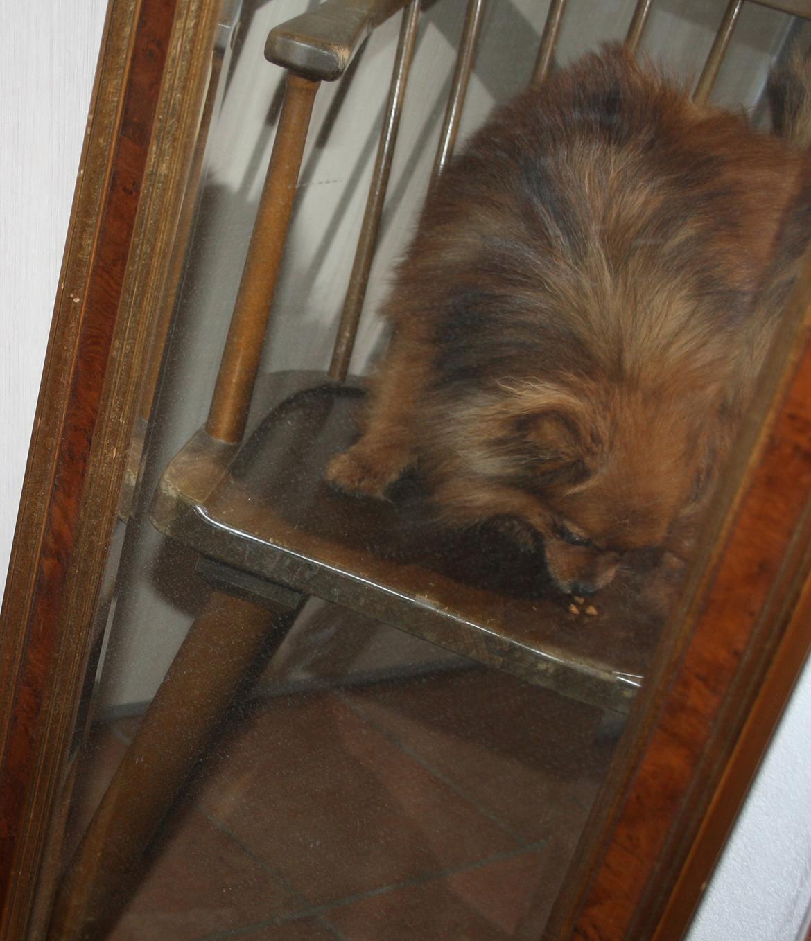 Pomeranian Chili billede 4