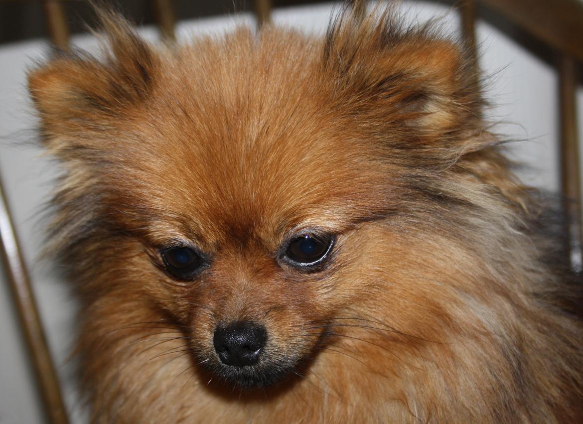 Pomeranian Chili billede 2