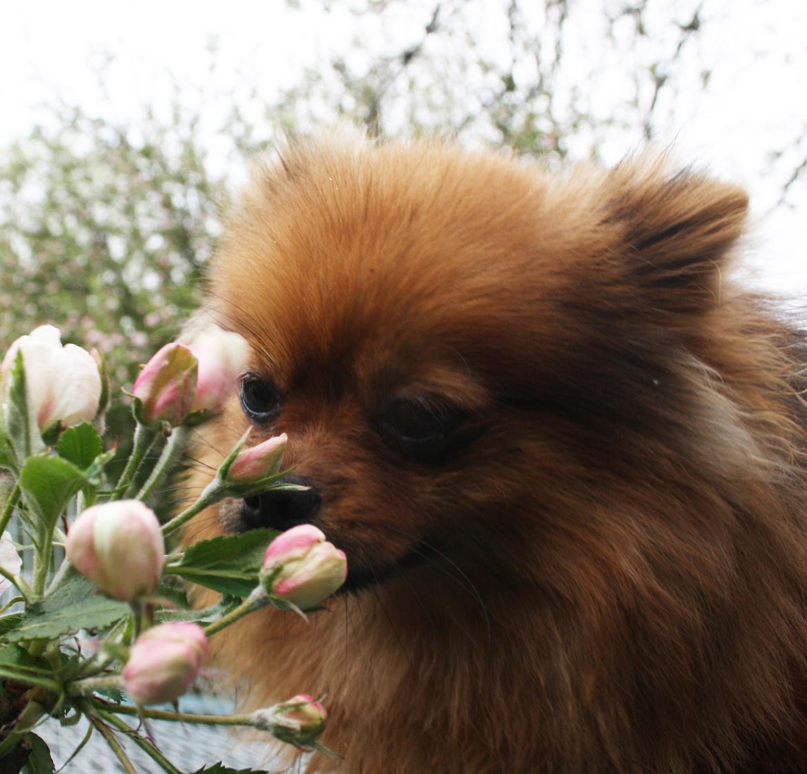 Pomeranian Chili billede 5