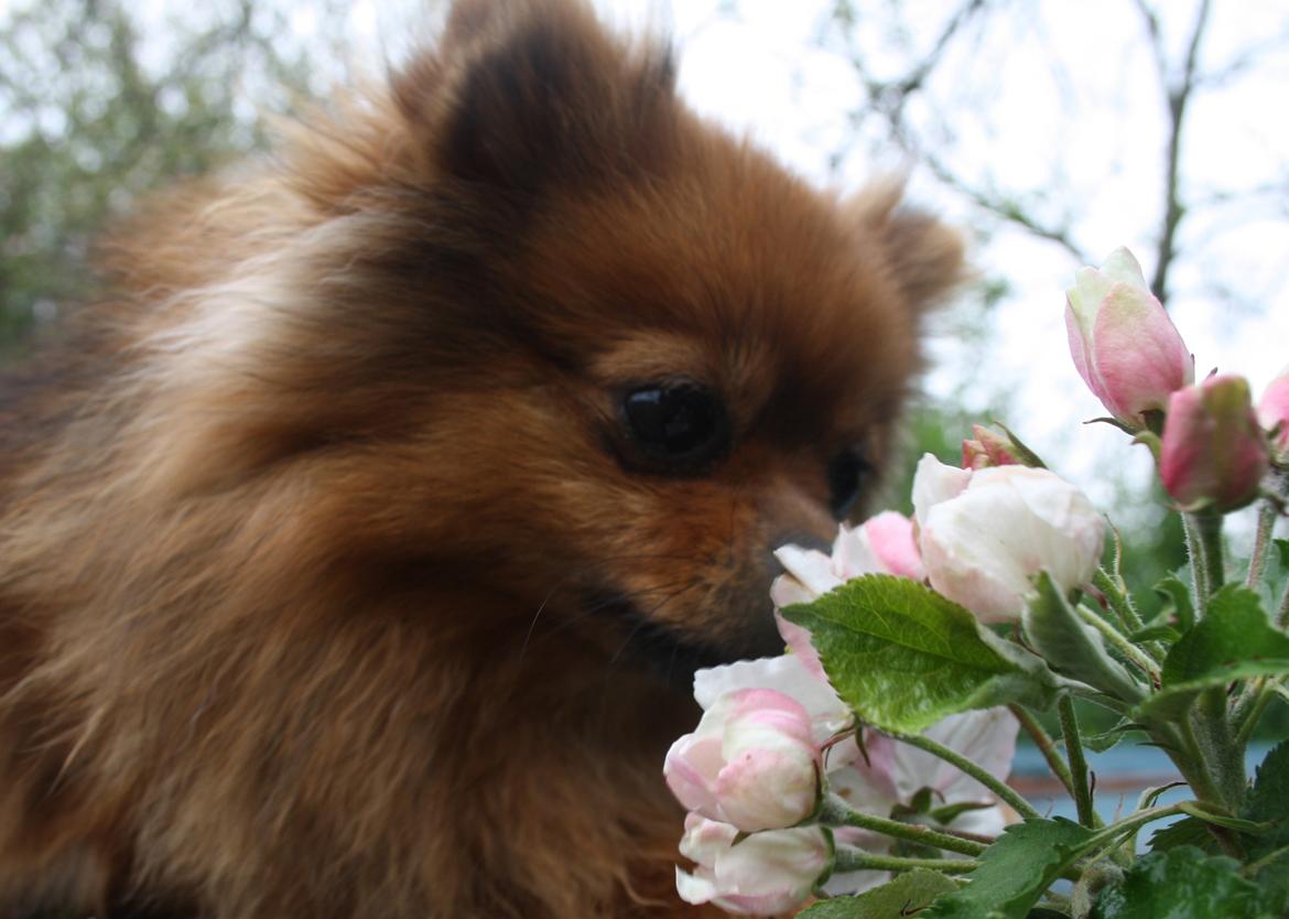 Pomeranian Chili billede 6